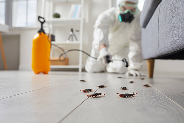 Commercial Rodent Management in Northgate